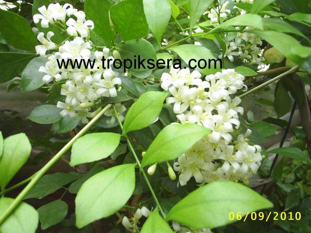 Kod:y59 Portakal çiçekli yasemin, Orange Jasmine - Murraya paniculata (20-40 cm boyda)