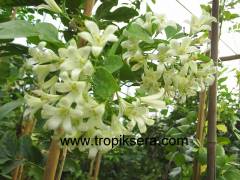 Kod:y59 Portakal çiçekli yasemin, Orange Jasmine - Murraya paniculata (20-40 cm boyda)
