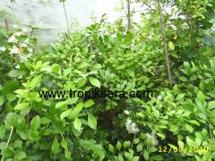 Kod:y57 Portakal çiçekli yasemin, Orange Jasmine - Murraya paniculata (80-120 cm boyda)