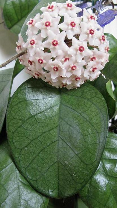 Hoya Fungii. Kokulu mum çiçeği  10-20 cm boyda mini saksıda köklü.Güçlü sürgünlü (kod:mum61c)