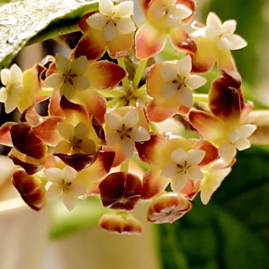 Hoya  Comphorifolia - kokulu mum çiçeği  10-20 cm boyda, toprak da köklü ve sürgünlü (kod:new150b)