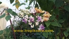 Kod:sel01 Selluka (Vigna caracalla) (10 - 30 cm arası boyda)