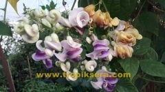 Kod:sel01 Selluka (Vigna caracalla) (10 - 30 cm arası boyda)
