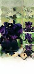 Kod:Irs38 Tall bearded iris germanica paint of black (sağlıklı 1adet rizom)