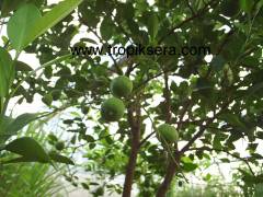 Kod:na123 Lime, Aşılımexican lime (5 yaş, 80cm-120cm boy)