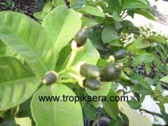 Kod:na35 Jumbo limon (6 yaş, 80-120 cm boy)