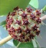 Hoya kerrii  splash Kokulu mum çiçeği 50-100 cm boyda mini saksıda köklü.Güçlü sürgünlü (kod:mum101L)