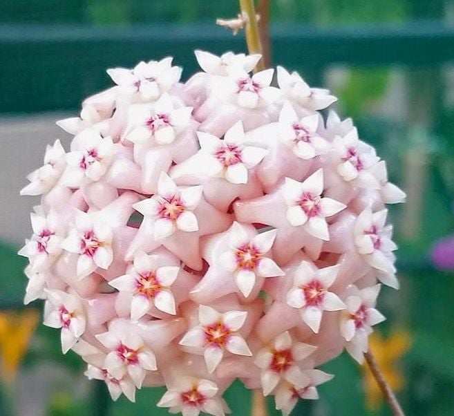 Hoya latifolia -  Kokulu mum çiçeği 80-100 cm boyda mini saksıda köklü. Güçlü sürgünlü (kod:new44c)