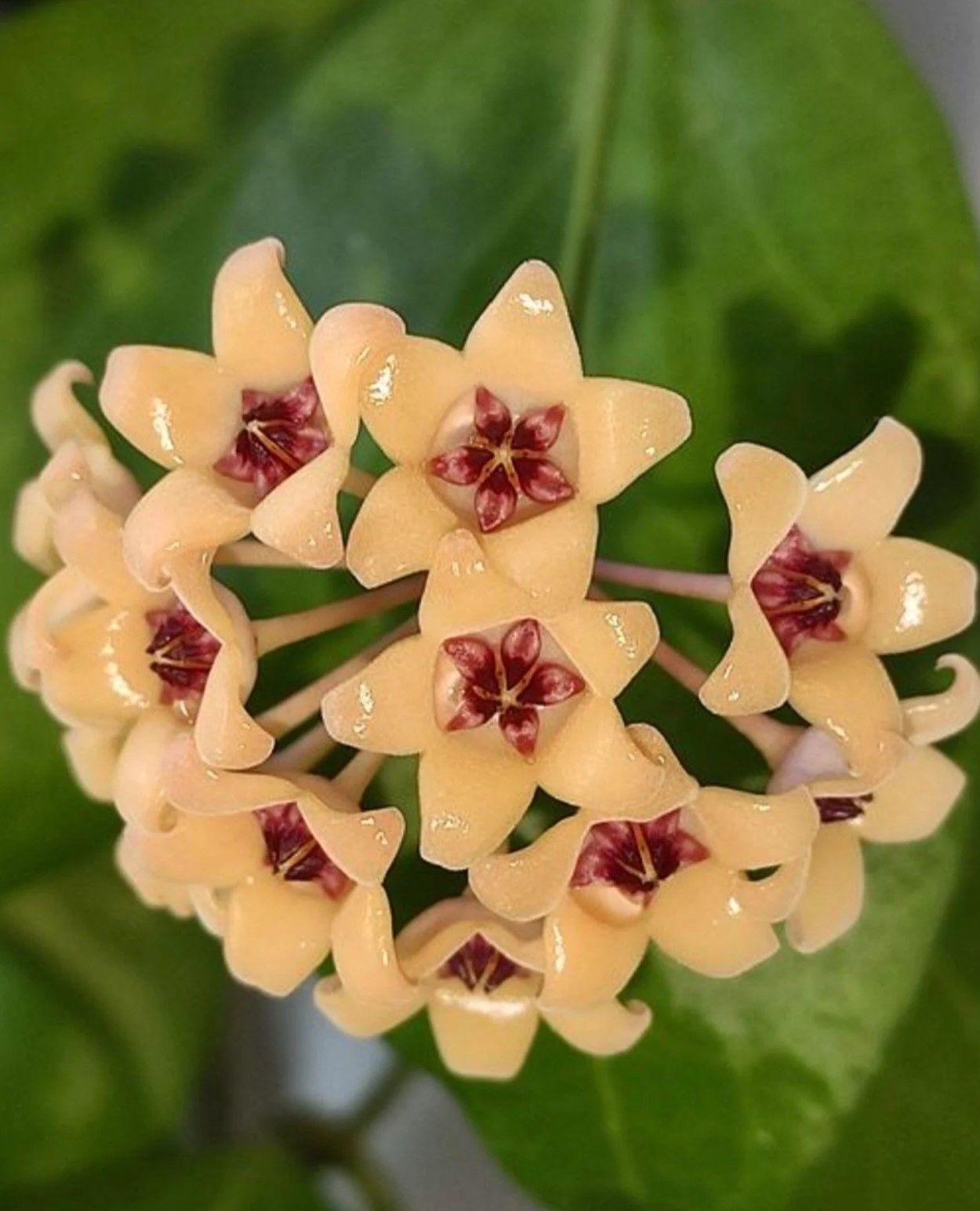 Hoya Cutis porcelana - Kokulu mum çiçeği 10-20 cm boyda mini saksıda köklü.Güçlü sürgünlü (kod:new158b)