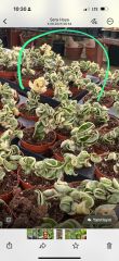 Hoya compacta variegata kokulu mum 21