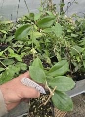 Hoya pentaphlebia - Kokulu mum çiçeği 30-50 cm boyda mini saksıda köklü.Güçlü sürgünlü (kod:new162b)