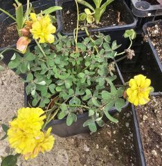 Katmerli sarı oxalis (uyku çiçeği)  En büyük ve dolgun, Kod: ox 006