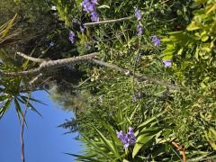Kokulu Mavi solanum yasemin, Solanum cripum (40-60 cm boyda) Kod:y714