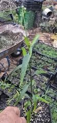 Kokulu Mavi solanum yasemin, Solanum cripum (40-60 cm boyda) Kod:y714