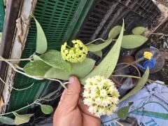 Yoğun kokulu mum çiçeği, hoya parasitica lao.  (100 -150 cm boyda, bol tomurcuklu, resimdeki hoya. Kod:lao xl dolgun kod: mum02 xxl(Kopya)