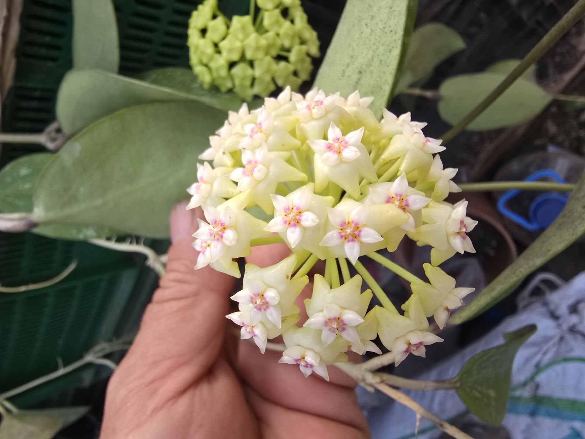 Yoğun kokulu mum çiçeği, hoya parasitica lao.  (100 -150 cm boyda, bol tomurcuklu, resimdeki hoya. Kod:lao xl dolgun kod: mum02 xxl(Kopya)