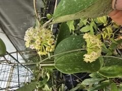 Yoğun kokulu mum çiçeği, hoya parasitica lao.  (100 -150 cm boyda, bol tomurcuklu, resimdeki hoya. Kod:lao xl dolgun kod: mum02 xxl(Kopya)