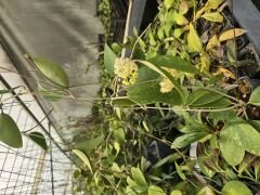 Yoğun kokulu mum çiçeği, hoya parasitica lao.  (100 -150 cm boyda, bol tomurcuklu, resimdeki hoya. Kod:lao xl dolgun kod: mum02 xxl(Kopya)