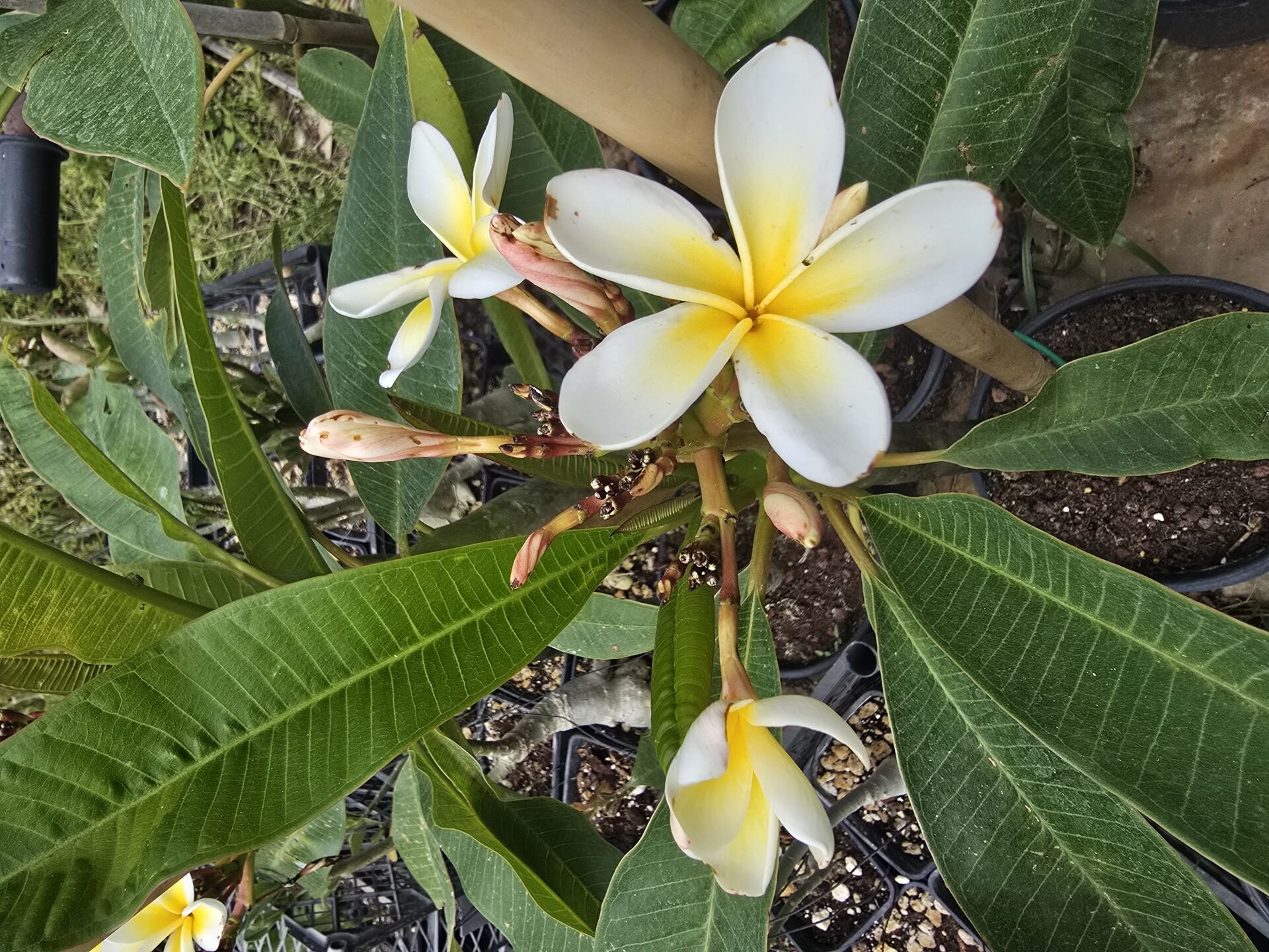 Tomurcuklu çiçekli, Yoğun kokulu Aşılı Plumeria beyaz/sarı renk  (50-80 cm boyda, resimde görülen) kod: plu017
