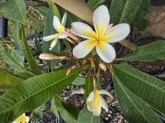 Tomurcuklu çiçekli, Yoğun kokulu Aşılı Plumeria beyaz/sarı renk  (50-80 cm boyda, resimde görülen) kod: plu017