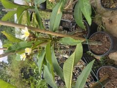 Tomurcuklu çiçekli, Yoğun kokulu Aşılı Plumeria beyaz/sarı renk  (50-80 cm boyda, resimde görülen) kod: plu017