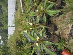 Tomurcuklu çiçekli, Yoğun kokulu Aşılı Plumeria beyaz/sarı renk  (50-80 cm boyda, resimde görülen) kod: plu017