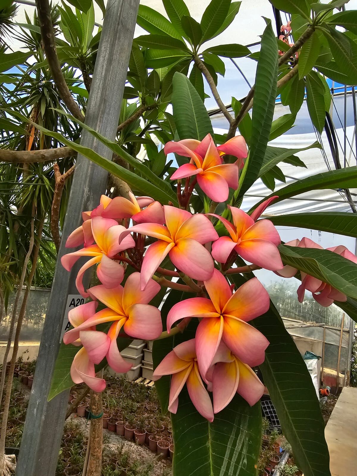 Kod:plu122 Yoğun kokulu Plumeria - Frangipani,  Aşılı plumeria. turunc/pembe renk (40-60 cm boyda)