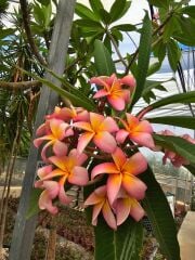 Kod:plu122 Yoğun kokulu Plumeria - Frangipani,  Aşılı plumeria. turuncu/pembe renk (40-60 cm boyda)
