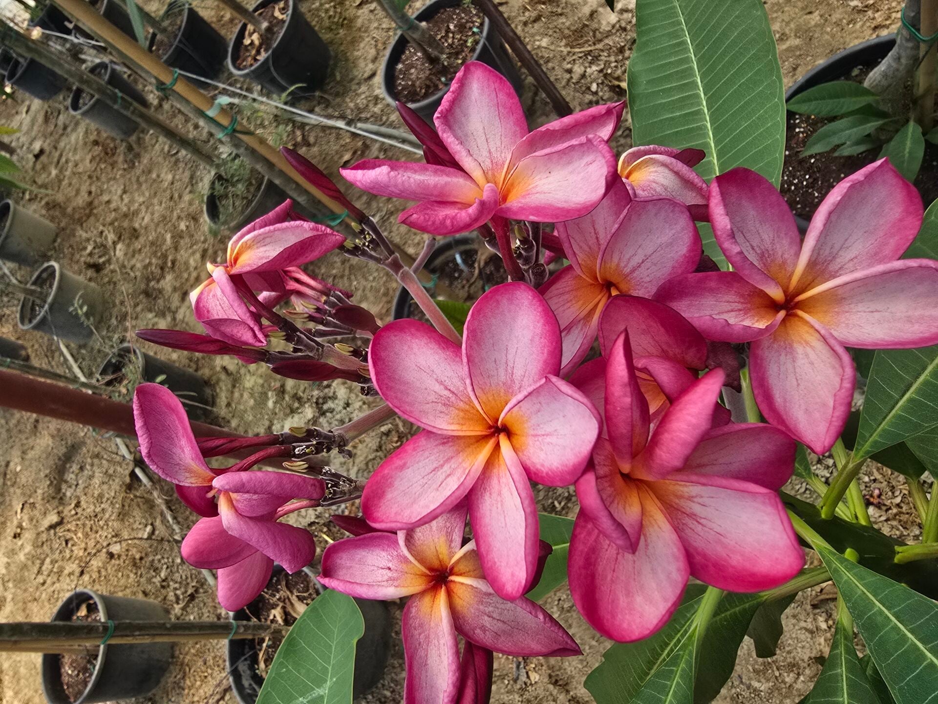 Kod:plu123 Yoğun şeftali kokulu Plumeria - Frangipani,  Aşılı plumeria. Pembeli / turuncu renk (40-60 cm boyda)