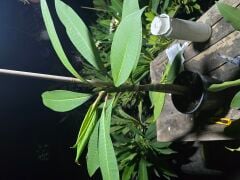 Kod:plu123 Yoğun şeftali kokulu Plumeria - Frangipani,  Aşılı plumeria. Pembeli / turuncu renk (40-60 cm boyda)