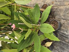Kod:plu124 Yoğun kokulu  şeker pembe Plumeria - Frangipani,  Aşılı plumeria.  (40-60 cm boyda)