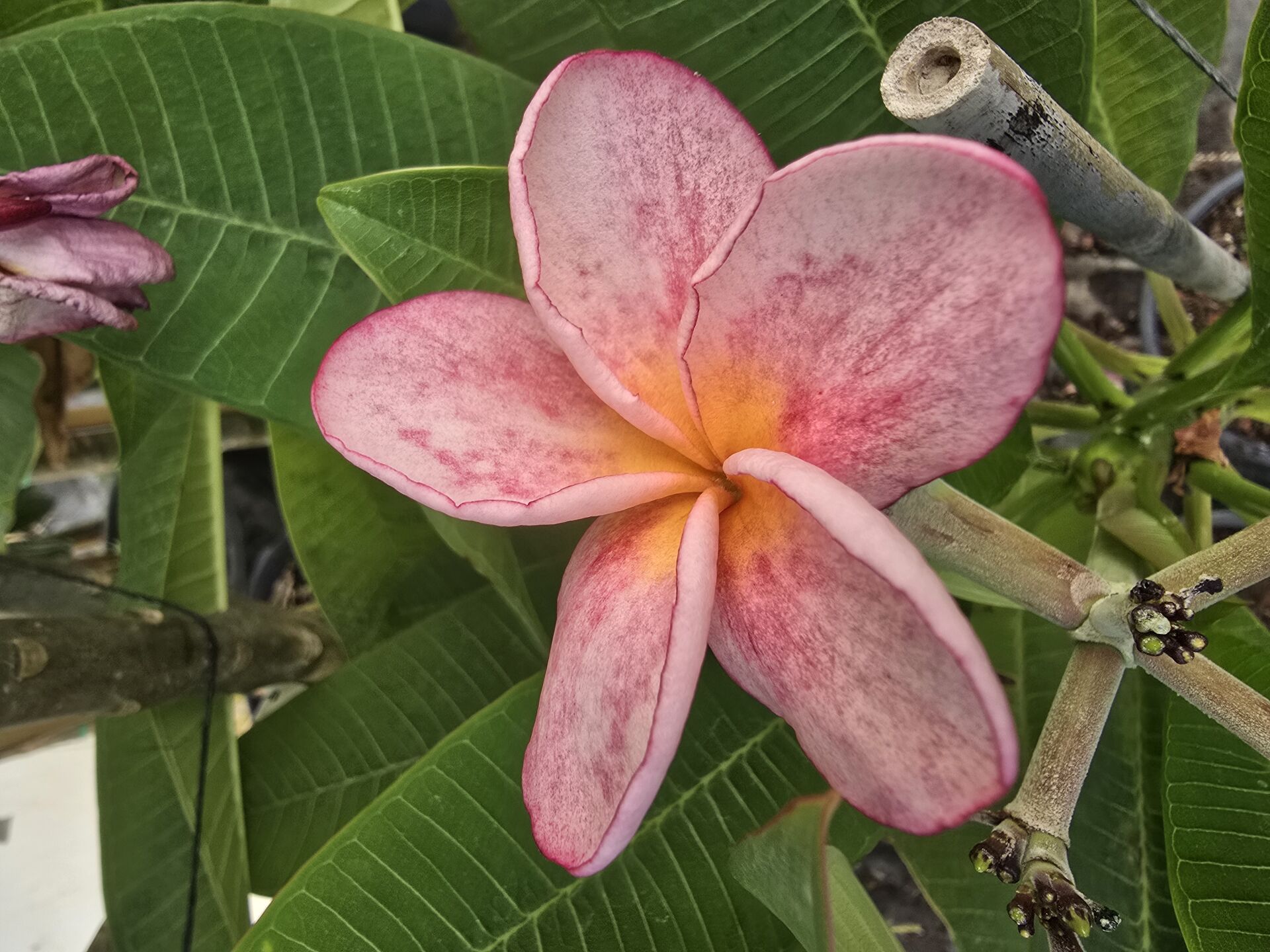 Kod:plu124 Yoğun kokulu  şeker pembe Plumeria - Frangipani,  Aşılı plumeria.  (40-60 cm boyda)