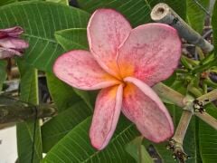 Kod:plu124 Yoğun kokulu  şeker pembe Plumeria - Frangipani,  Aşılı plumeria.  (40-60 cm boyda)
