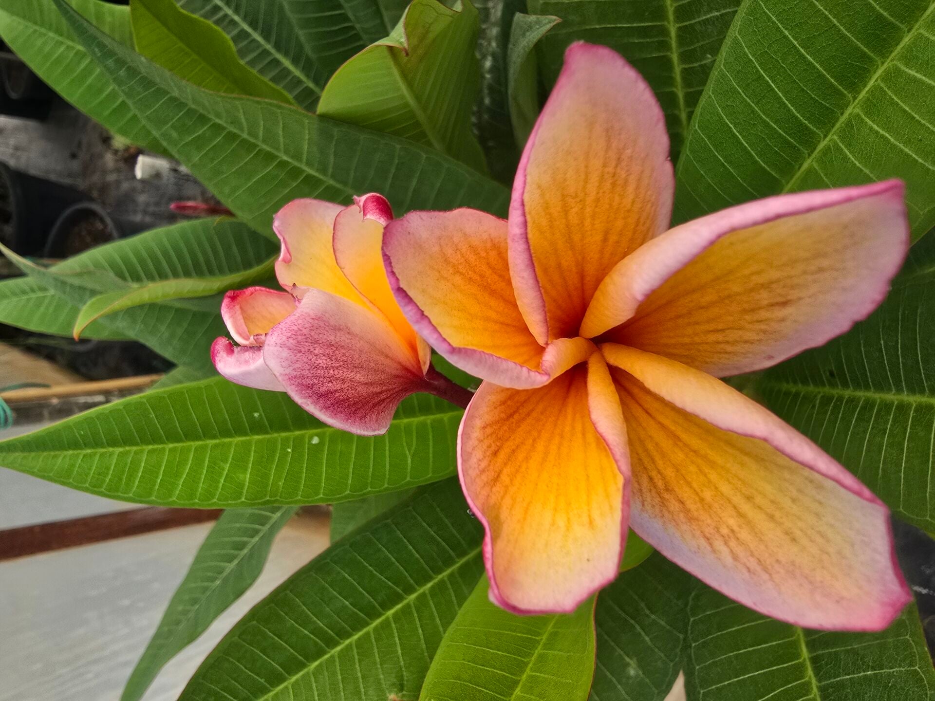 Kod:plu125 Yoğun kokulu  loyu turuncu pembe Plumeria - Frangipani,  Aşılı plumeria. (40-60 cm boyda)