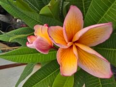 Kod:plu125 Yoğun kokulu  loyu turuncu pembe Plumeria - Frangipani,  Aşılı plumeria. (40-60 cm boyda)