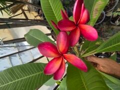 Kod:plu126 Yoğun kokulu turuncu / kırmızı Plumeria - Frangipani,  Aşılı plumeria.  (40-60 cm boyda)