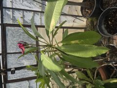 Kod:plu126 Yoğun kokulu turuncu / kırmızı Plumeria - Frangipani,  Aşılı plumeria.  (40-60 cm boyda)