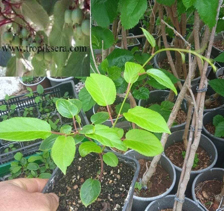 kod:hr02 Hardy kiwi (bebek kivi, sibirya kivisi) 20-50 cm boyda. Yeni üretim.