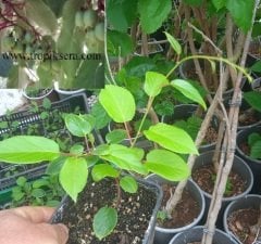 kod:hr02 Hardy kiwi (bebek kivi, sibirya kivisi) 20-50 cm boyda. Yeni üretim.