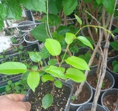 kod:hr02 Hardy kiwi (bebek kivi, sibirya kivisi) 20-50 cm boyda. Yeni üretim.