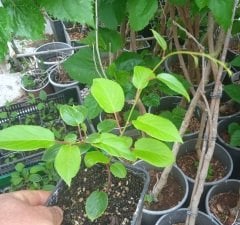 kod:hr02 Hardy kiwi (bebek kivi, sibirya kivisi) 20-50 cm boyda. Yeni üretim.