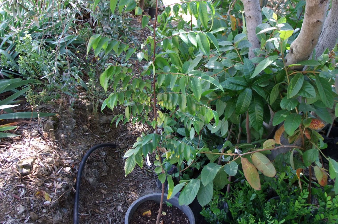 Kod:stf01 Aşılı star fruit (120-150 cm, meyve tutacak boyda)