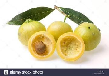 Kod:rsa01 Gül elma - Rose apple (120-150 cm boyda meyve veren gelişmiş sağlıklı fidan)