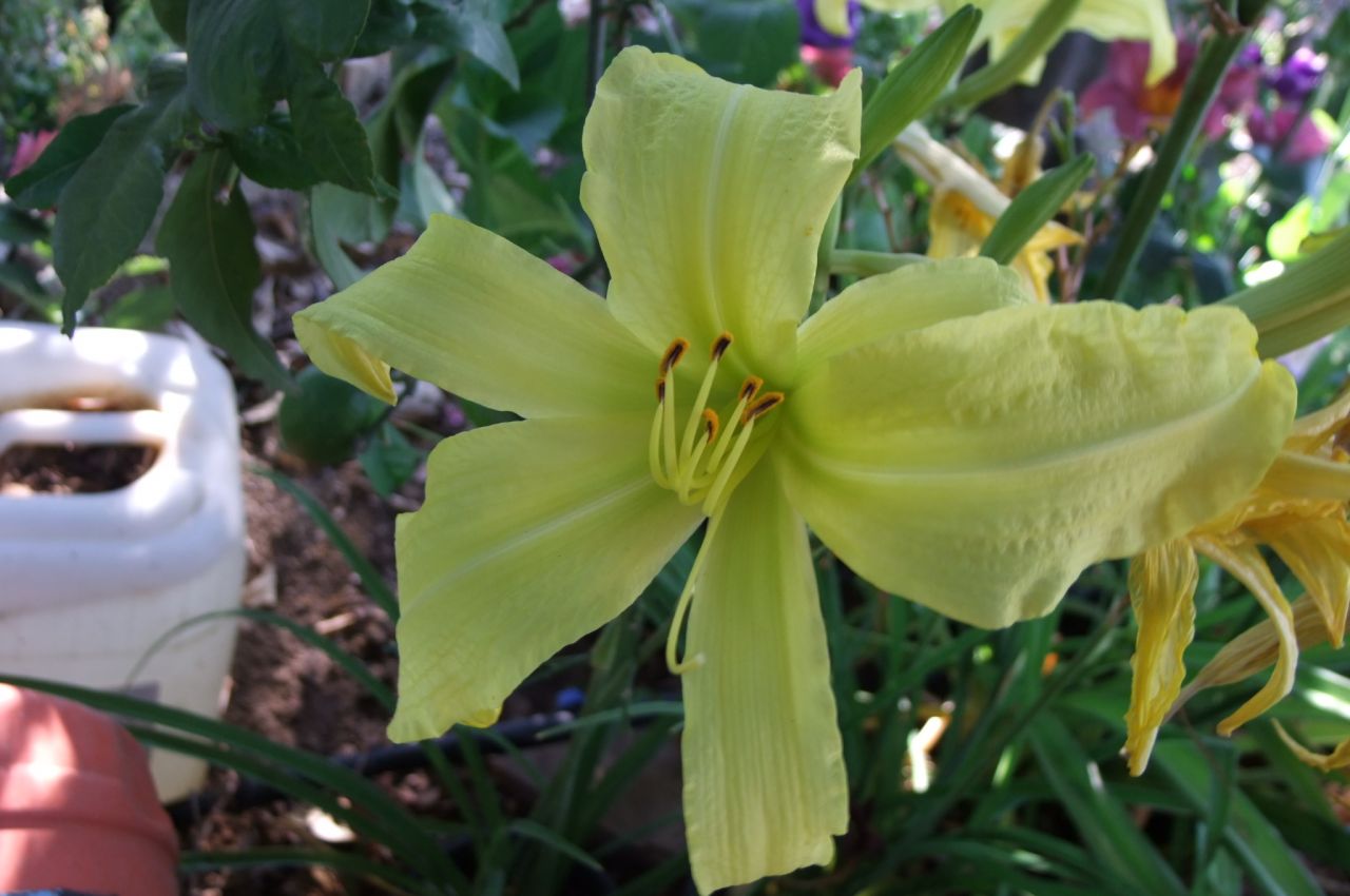 Kod:hem56 Hemerocallis 'Lemon Bells' Daylily Hardy Perennial (Çiçek açabilecek sağlıklı 1adet rizom)