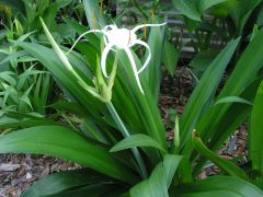 Kod:amary06 Beyaz örümcek amaryllis - Pancratium zeylanicum spider white lily (büyük soğan)