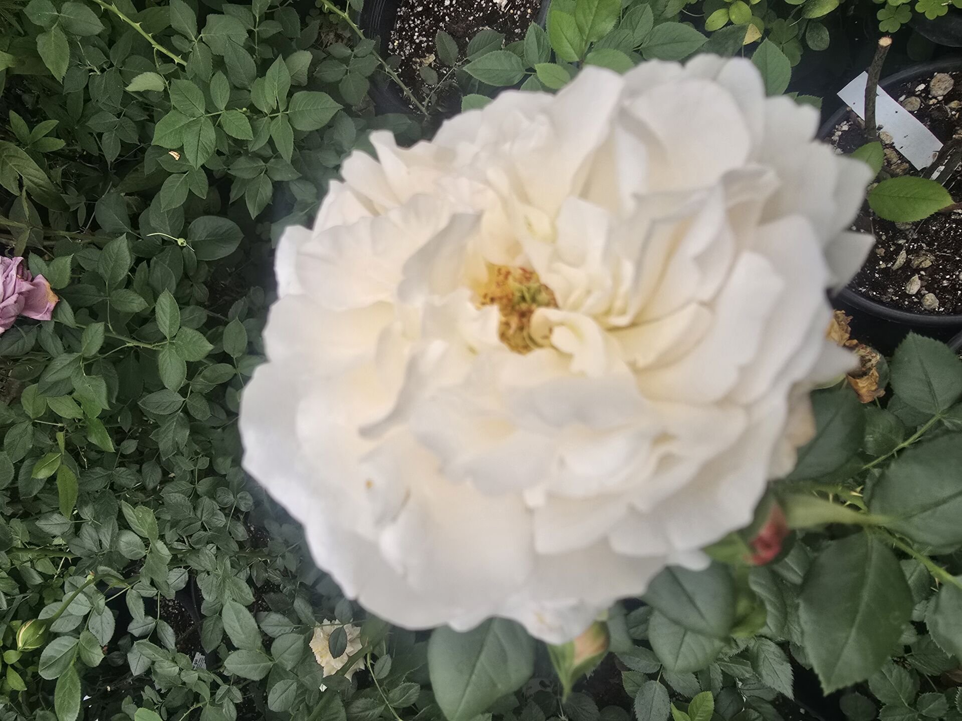 Kod:g36  White costa rose, yoğun kokulu beyaz gül (büyük boy)