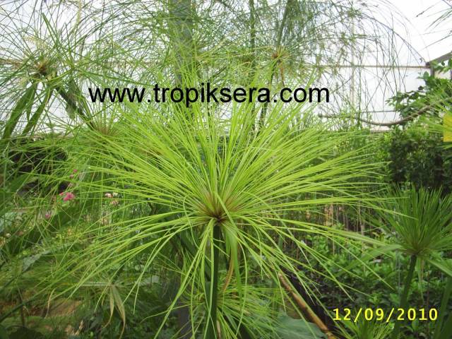 Kod:papi02 (Cyperus papyrus)