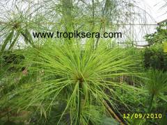 Kod:papi02 (Cyperus papyrus)