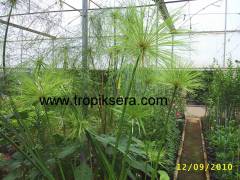 Kod:papi02 (Cyperus papyrus)