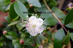 Kod:mers01 Beyaz iri mersin, murt (Myrtus communis)  30-40 cm boyunda